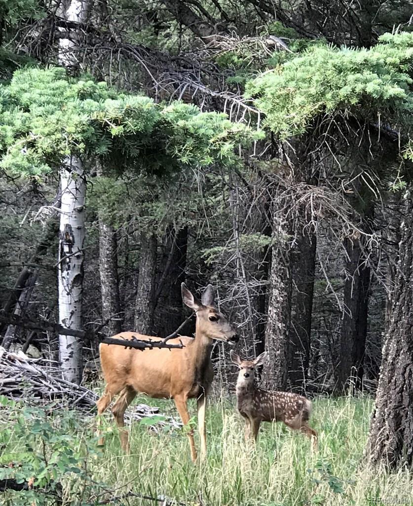 10401 Windy Ridge Road Aguilar, CO 81020 - Photo 18 of 24 a view of a garden from a house