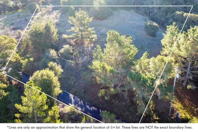 a view of a tree in a yard