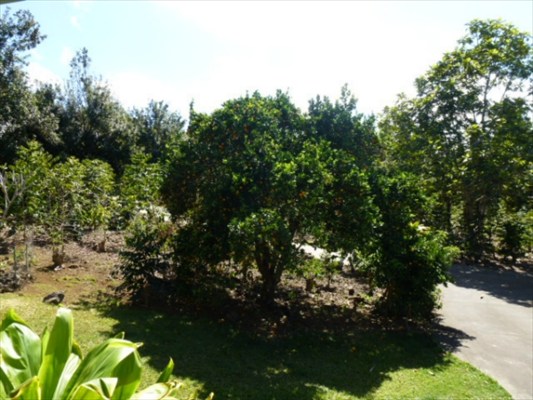 82-1225 Kinue Road Captain Cook, HI 96704 - Photo 6 of 25 a view of a tree