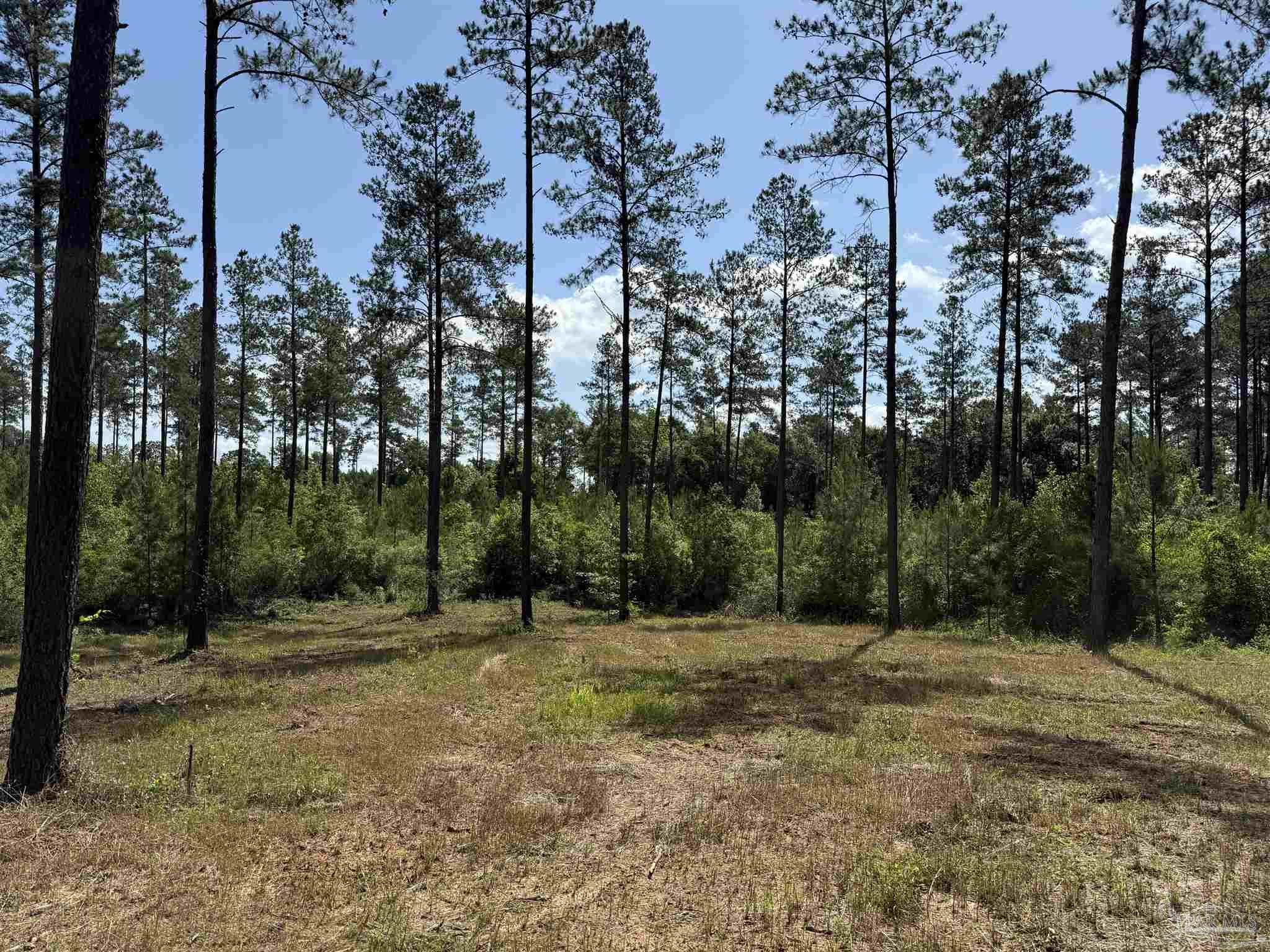 8450 Robinsonville Road Atmore, AL 36502 - Photo 8 of 19