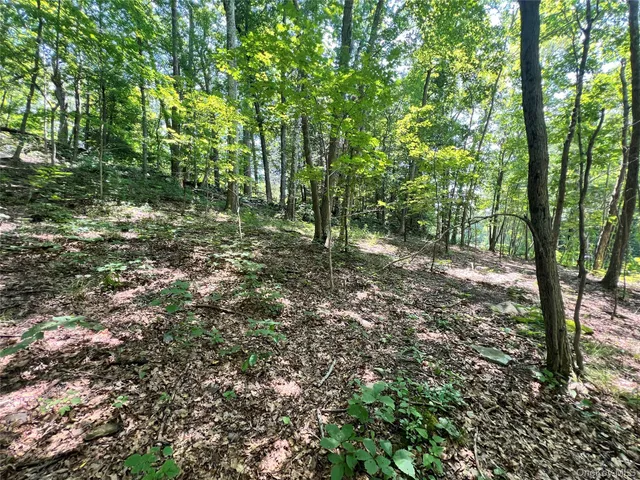 a view of a forest with trees