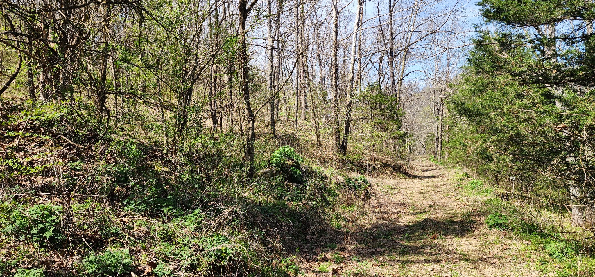 0 Chapman Hollow Road Dowelltown, TN 37059 - Photo 13 of 14 a view of a yard