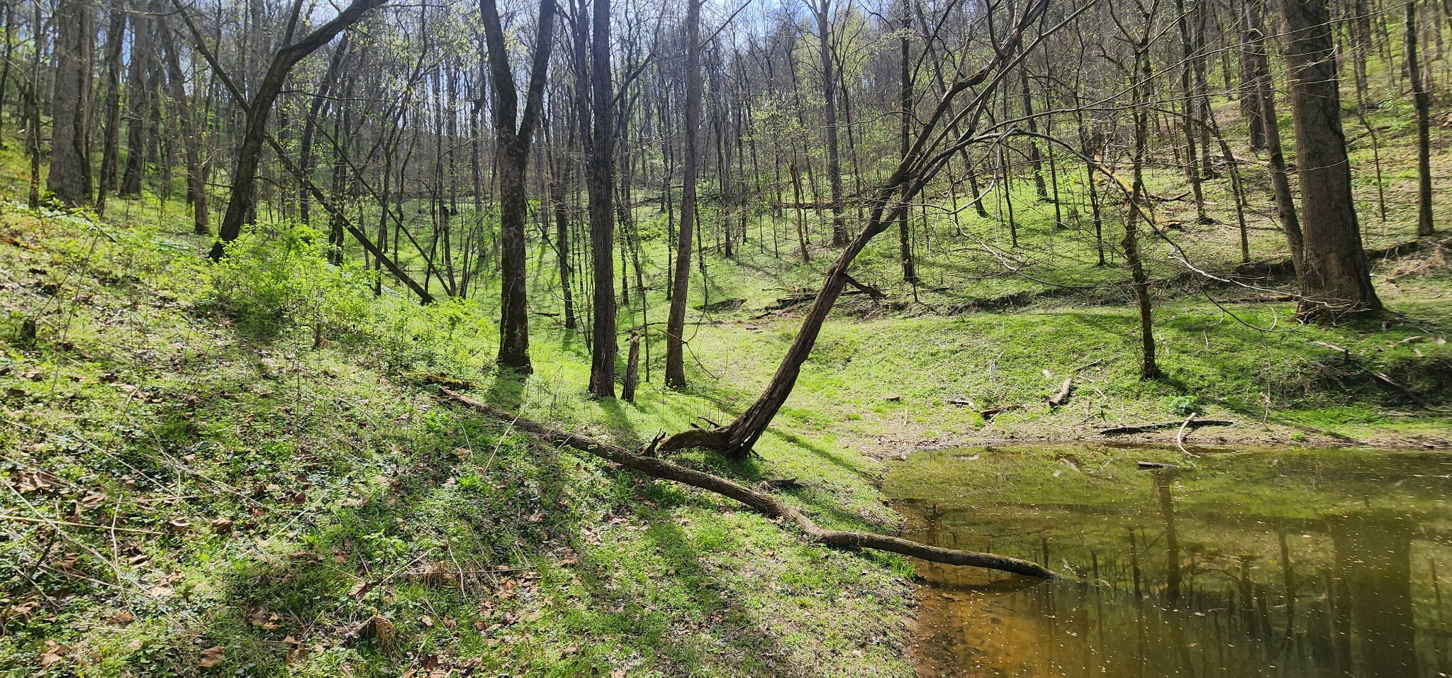 0 Chapman Hollow Road Dowelltown, TN 37059 - Photo 2 of 14 a view of yard
