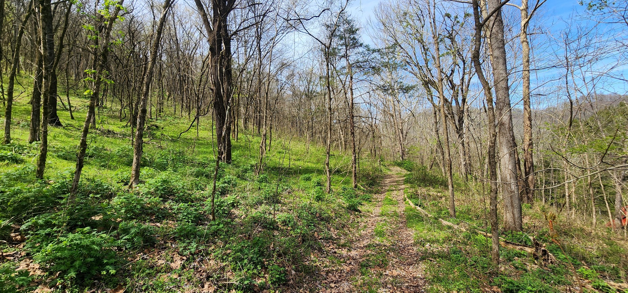 0 Chapman Hollow Road Dowelltown, TN 37059 - Photo 3 of 14 a view of a garden