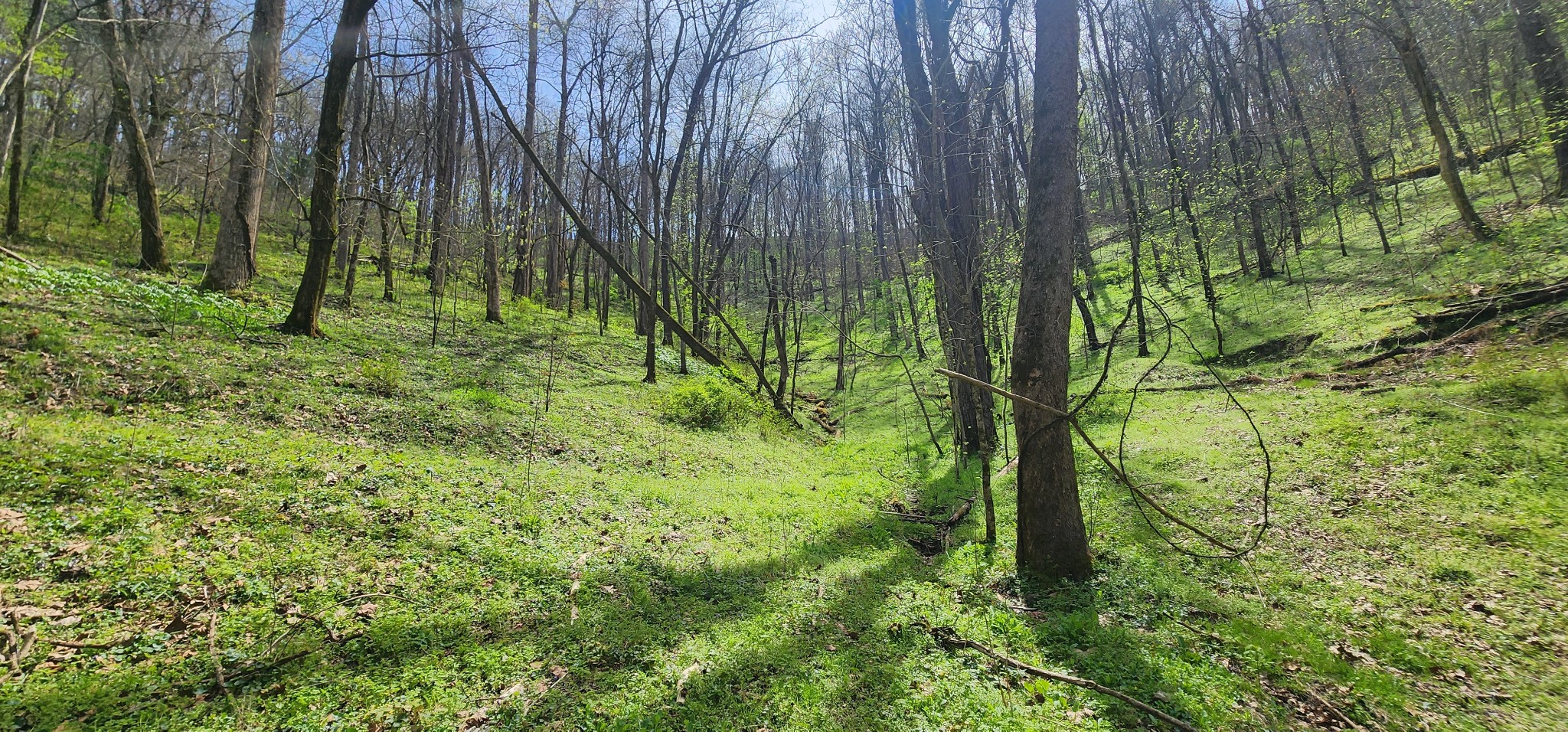 0 Chapman Hollow Road Dowelltown, TN 37059 - Photo 4 of 14 a view of forest