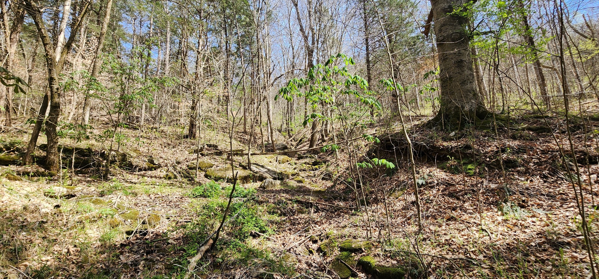0 Chapman Hollow Road Dowelltown, TN 37059 - Photo 5 of 14 a view of a yard with plants and trees