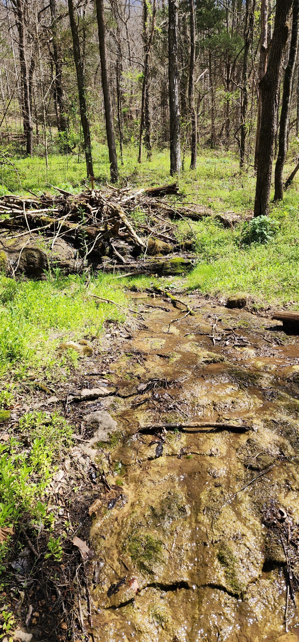 0 Chapman Hollow Road Dowelltown, TN 37059 - Photo 7 of 14 a view of a green field with trees