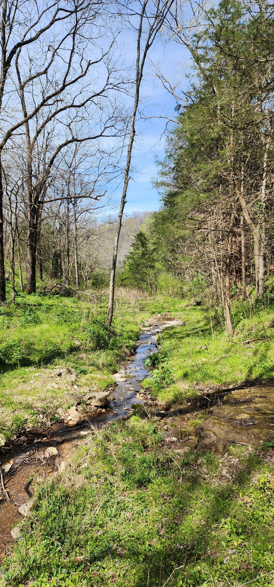 0 Chapman Hollow Road Dowelltown, TN 37059 - Photo 9 of 14 a backyard of a house with a yard and large trees