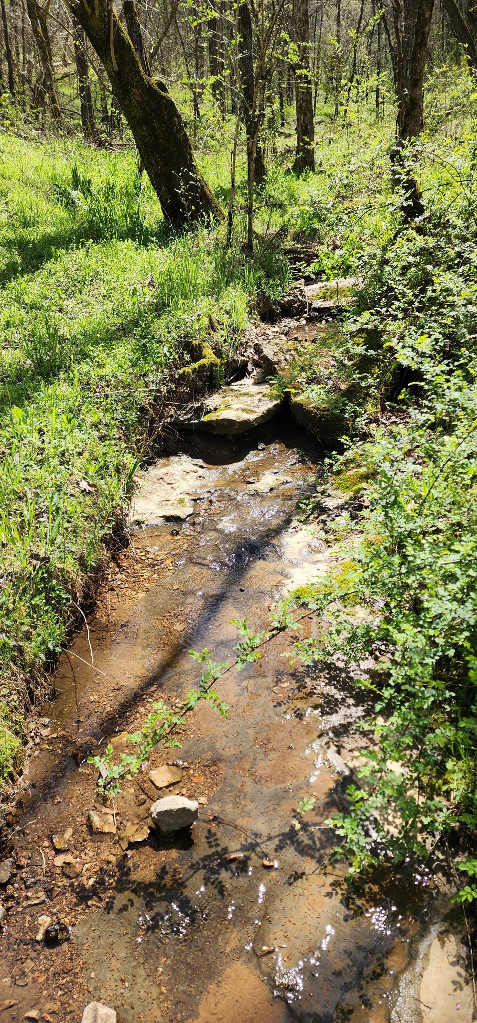 0 Chapman Hollow Road Dowelltown, TN 37059 - Photo 10 of 14 a view of a yard with plants
