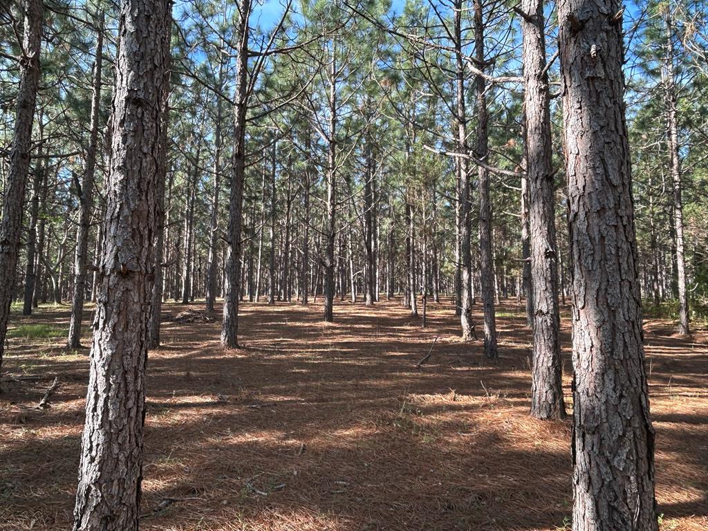 Lot 6-3 -ac Cty Road Newville, AL 36353 - Photo 19 of 24