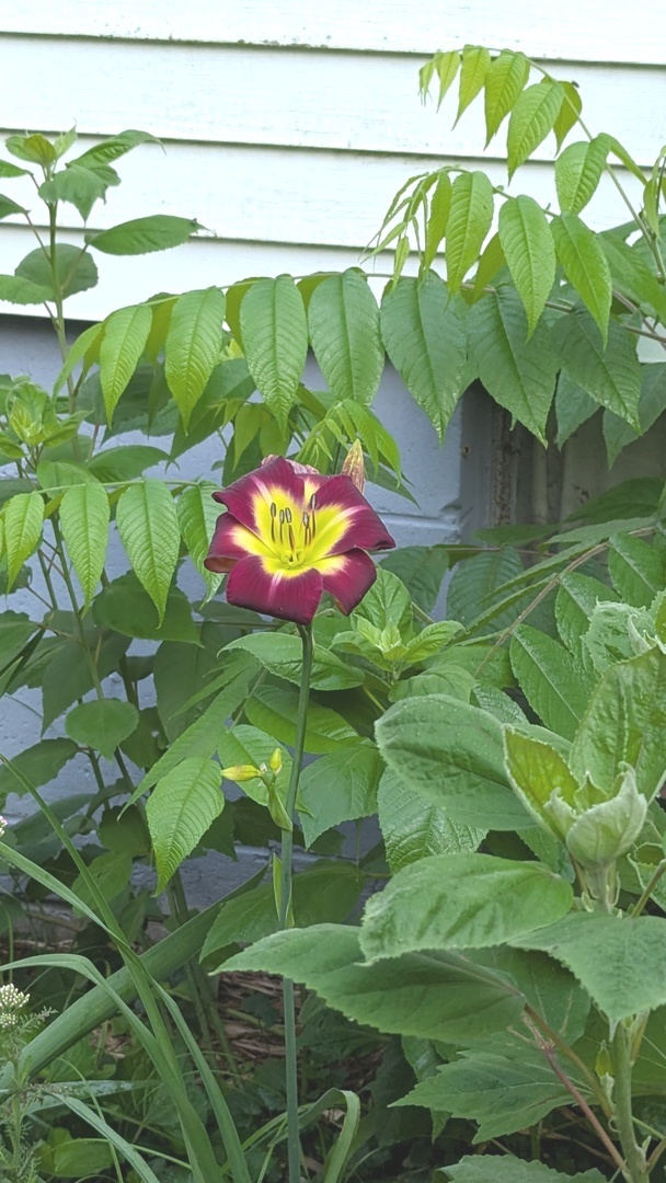 817 Chestnut Avenue Dixon, IL 61021 - Photo 25 of 31 a view of a fan in a backyard
