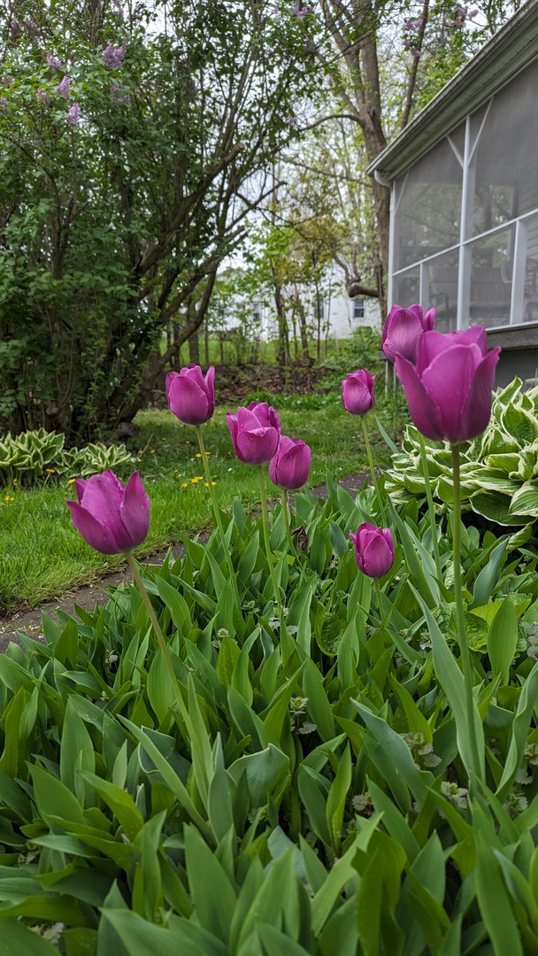 817 Chestnut Avenue Dixon, IL 61021 - Photo 27 of 31 a view of a yard with plants and table