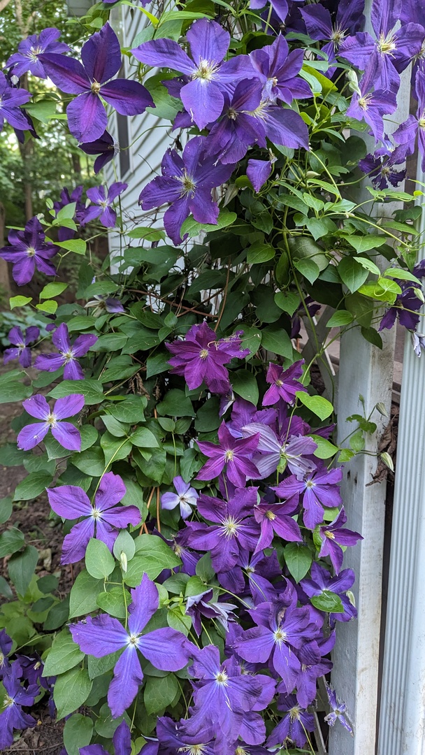 817 Chestnut Avenue Dixon, IL 61021 - Photo 30 of 31 a view of a flower in a lot of flowers