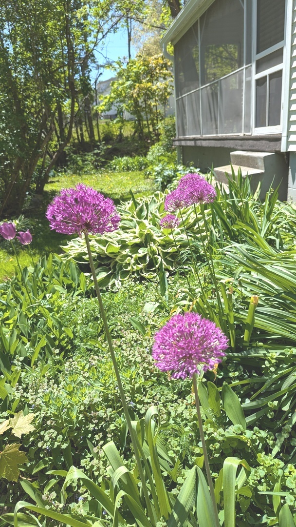 817 Chestnut Avenue Dixon, IL 61021 - Photo 31 of 31 a view of a room that has a lot of flower plants