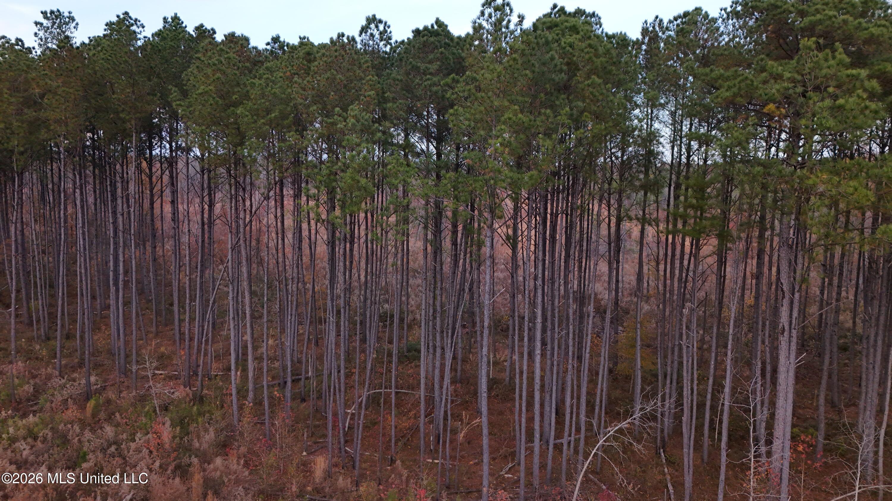 Old Trace Road McCool, MS 39108 - Photo 14 of 30 DJI_20251119161201_0114_D