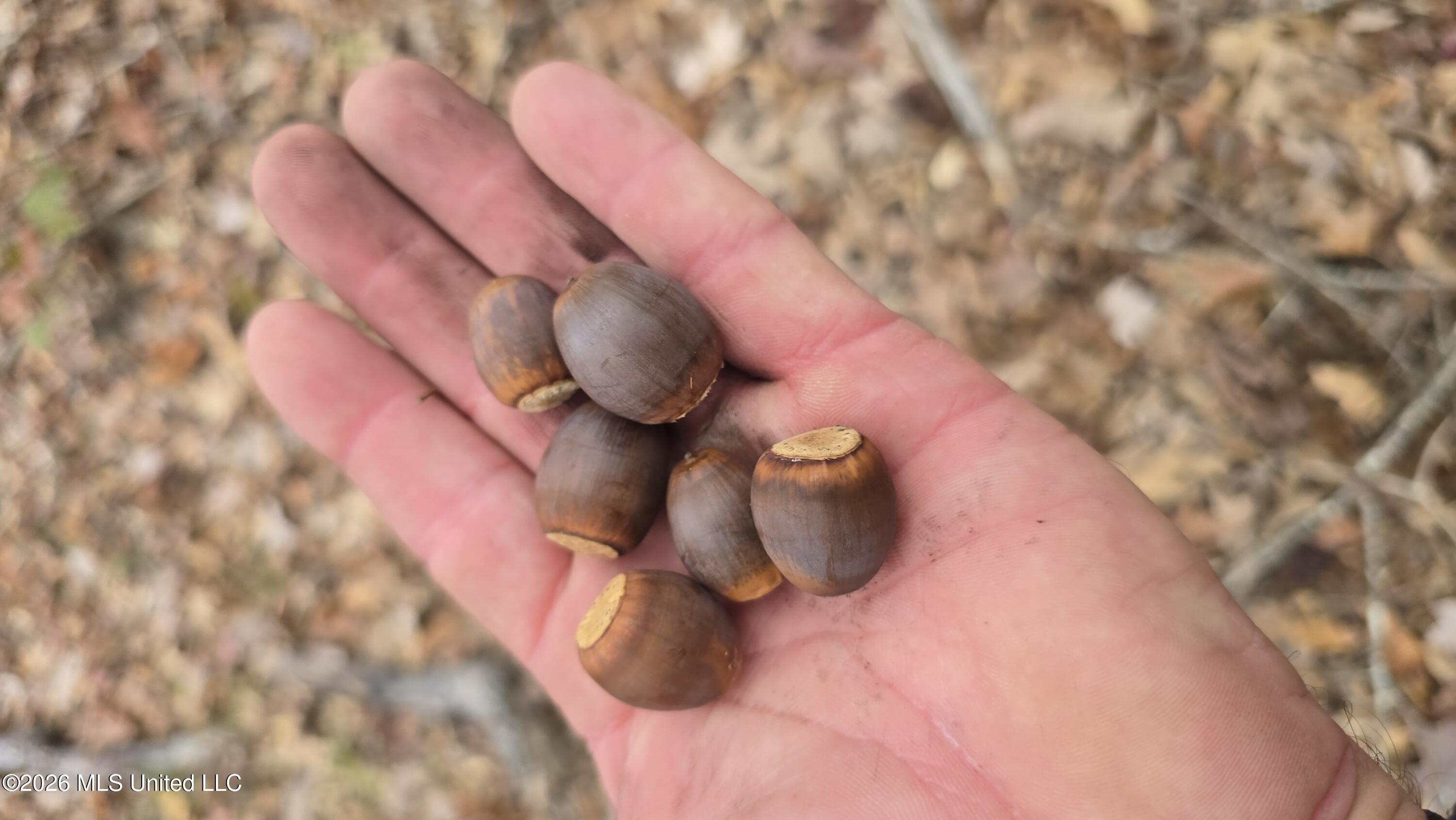 Old Trace Road McCool, MS 39108 - Photo 19 of 30 20251119_130046