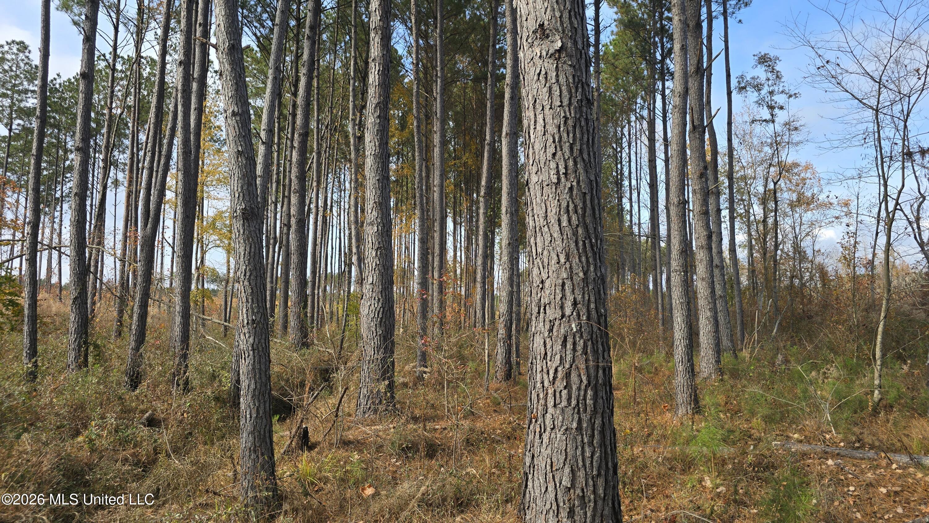 Old Trace Road McCool, MS 39108 - Photo 2 of 30 20251119_132223
