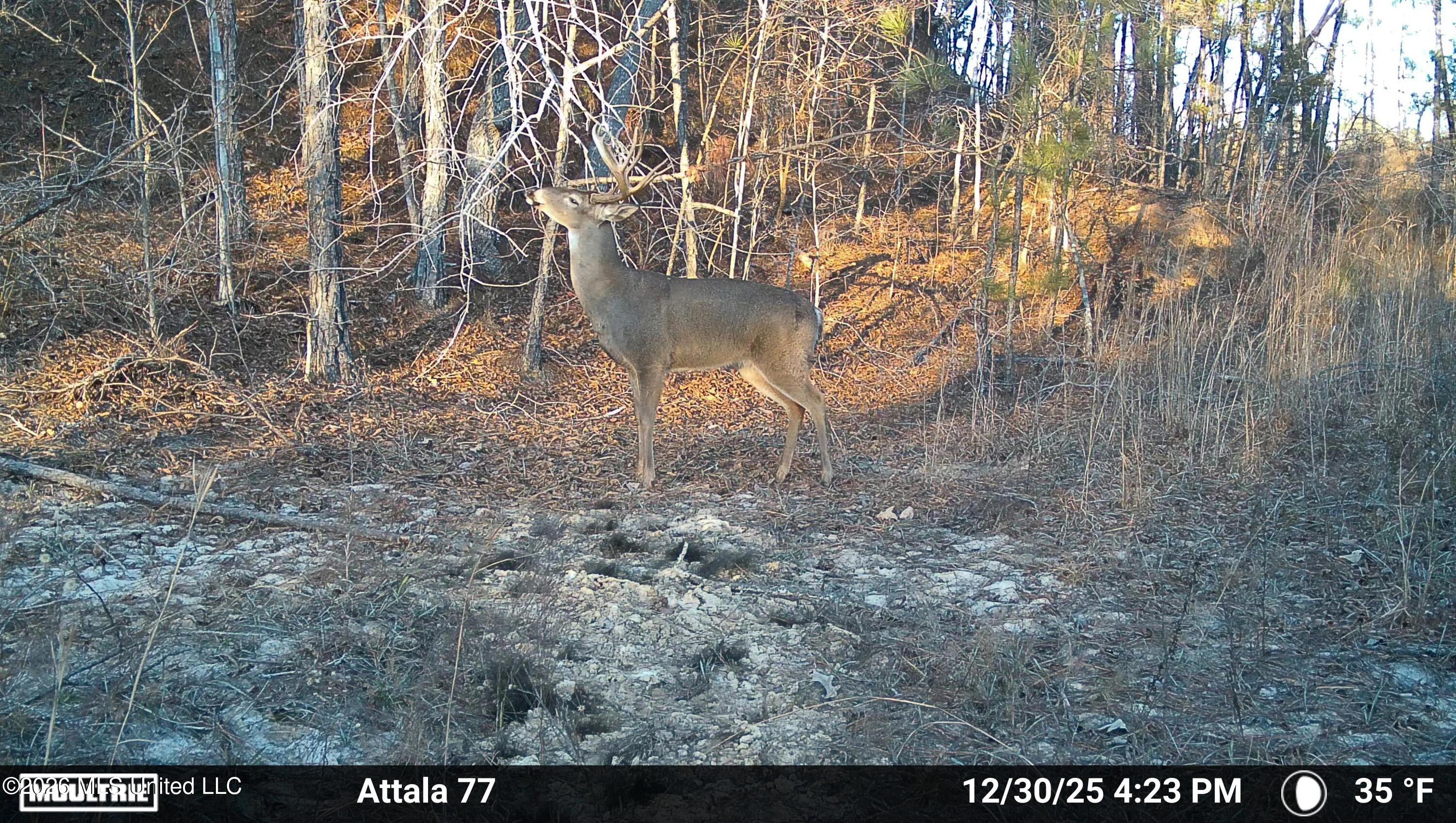 Old Trace Road McCool, MS 39108 - Photo 21 of 30 2912447-20251230225456-100MFCAM_MFDC0997