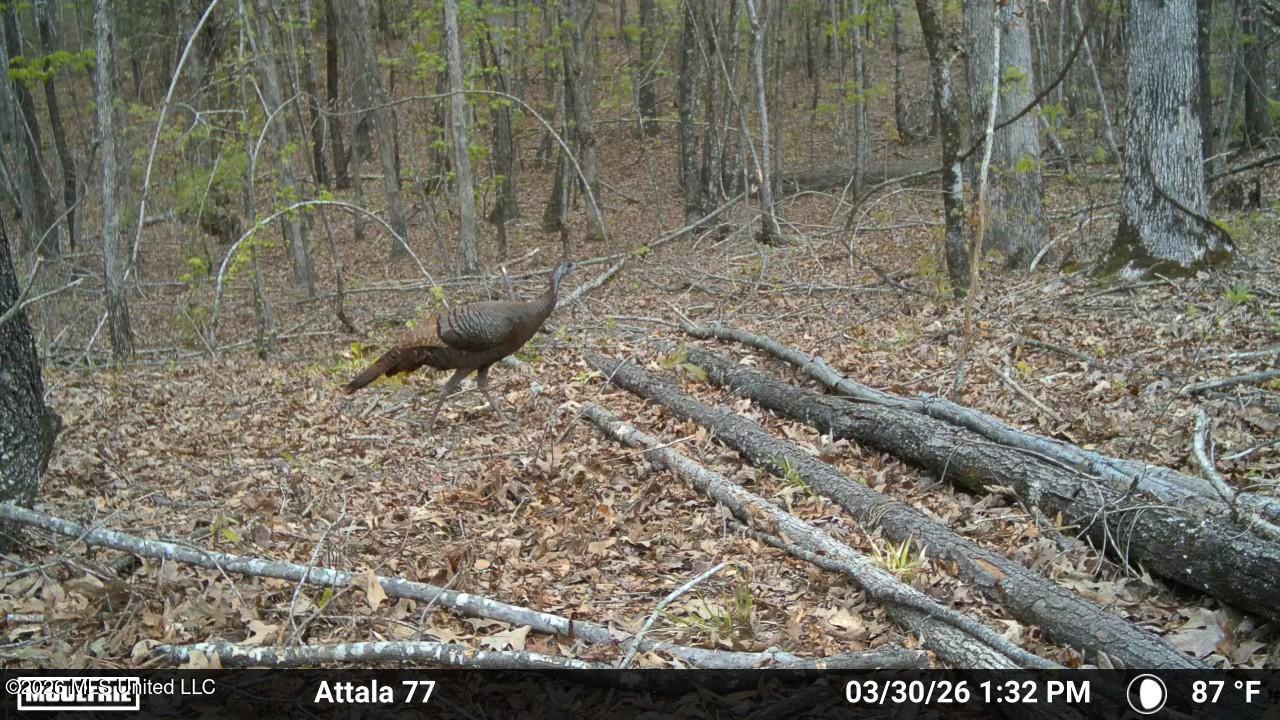Old Trace Road McCool, MS 39108 - Photo 22 of 30 2912447-20260330215349-100MFCAM_MFDC2157