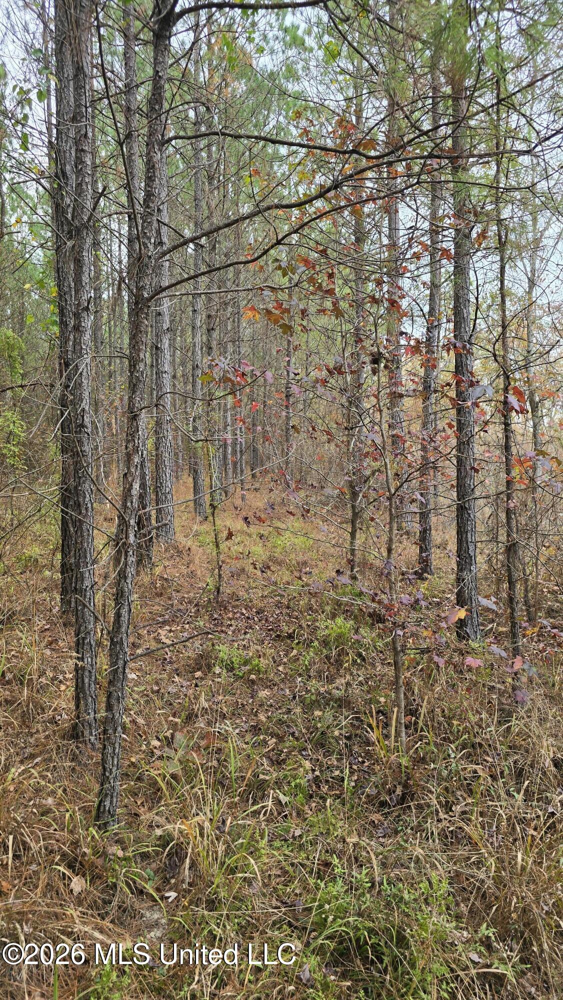 Old Trace Road McCool, MS 39108 - Photo 24 of 30 20251119_123950