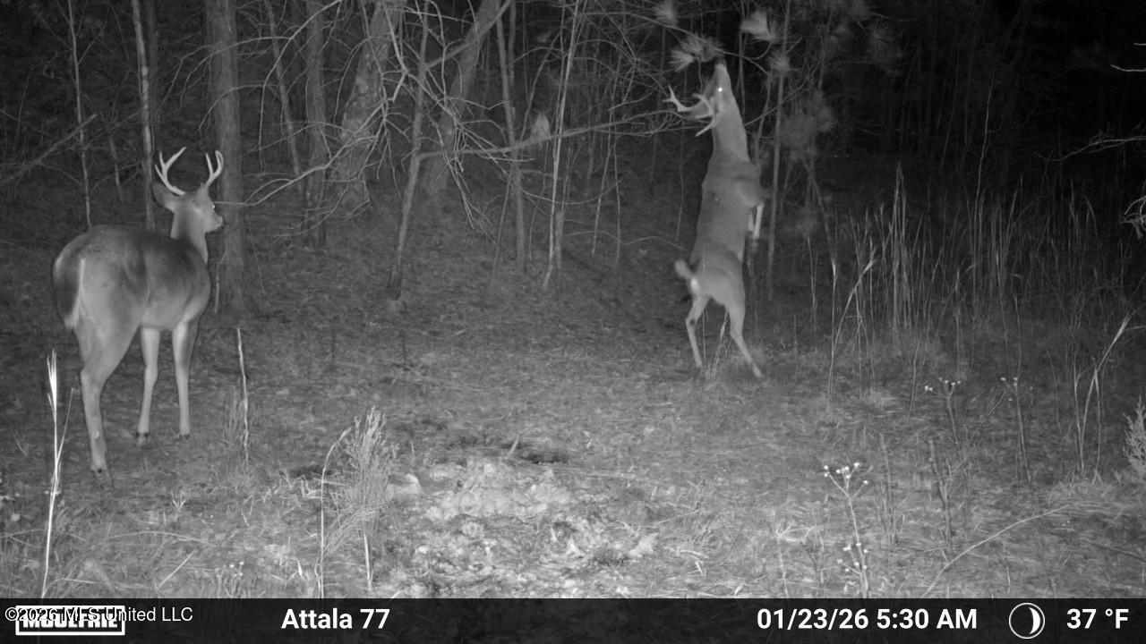 Old Trace Road McCool, MS 39108 - Photo 25 of 30 2912447-20260123225408-100MFCAM_MFDC1204