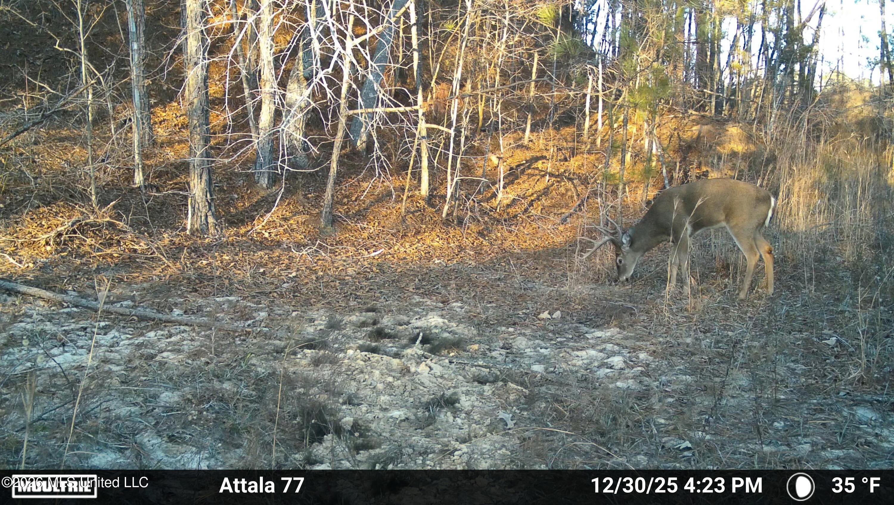 Old Trace Road McCool, MS 39108 - Photo 27 of 30 2912447-20251230225544-100MFCAM_MFDC0996
