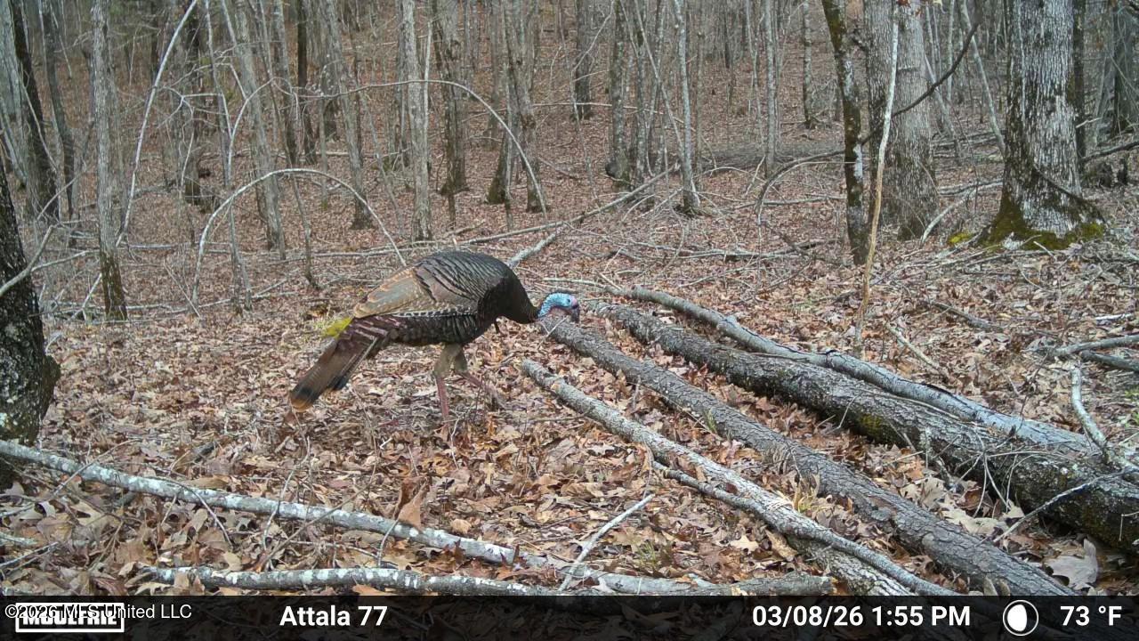 Old Trace Road McCool, MS 39108 - Photo 28 of 30 2912447-20260308225336-100MFCAM_MFDC1737