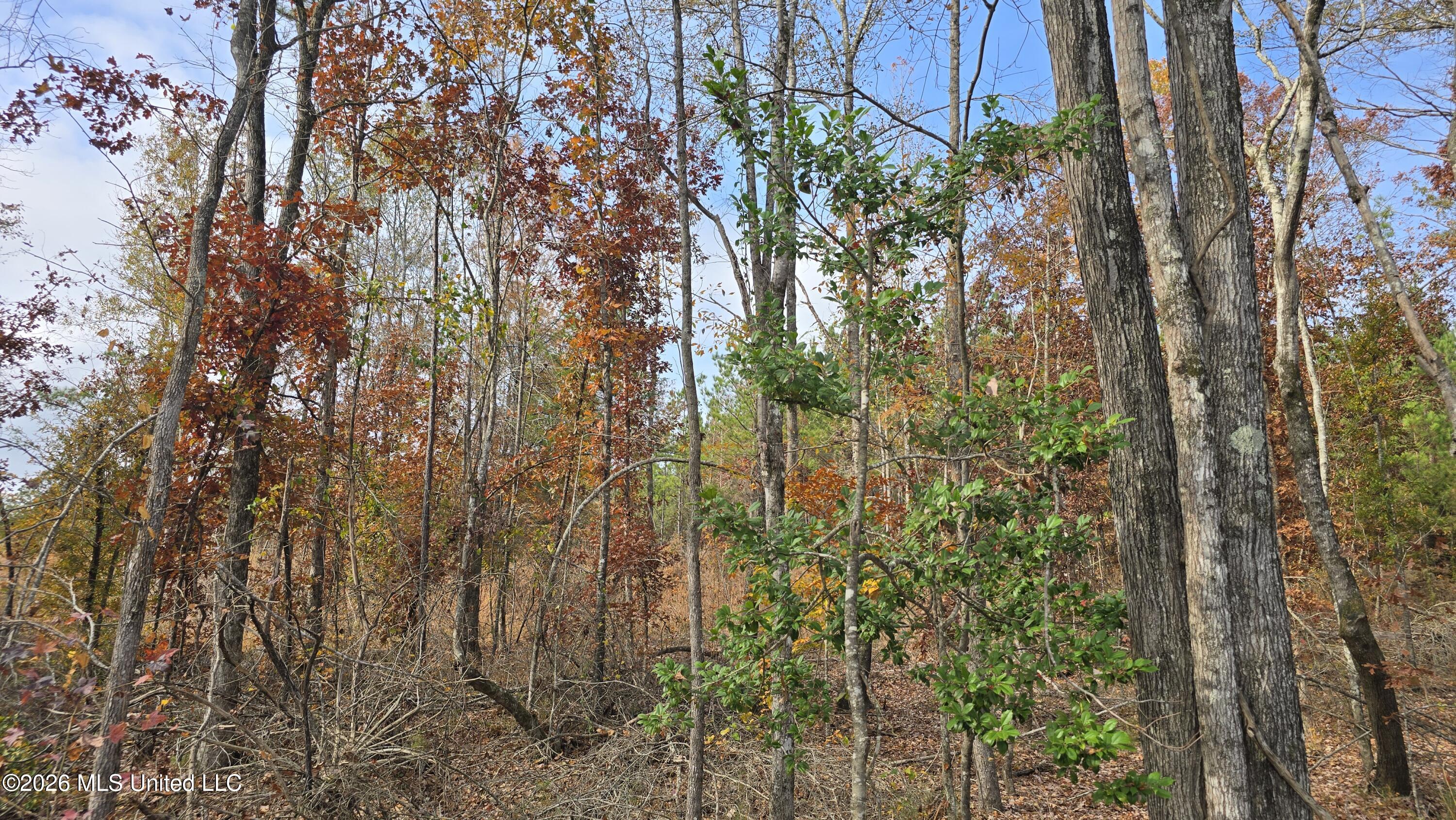 Old Trace Road McCool, MS 39108 - Photo 3 of 30 20251119_133001