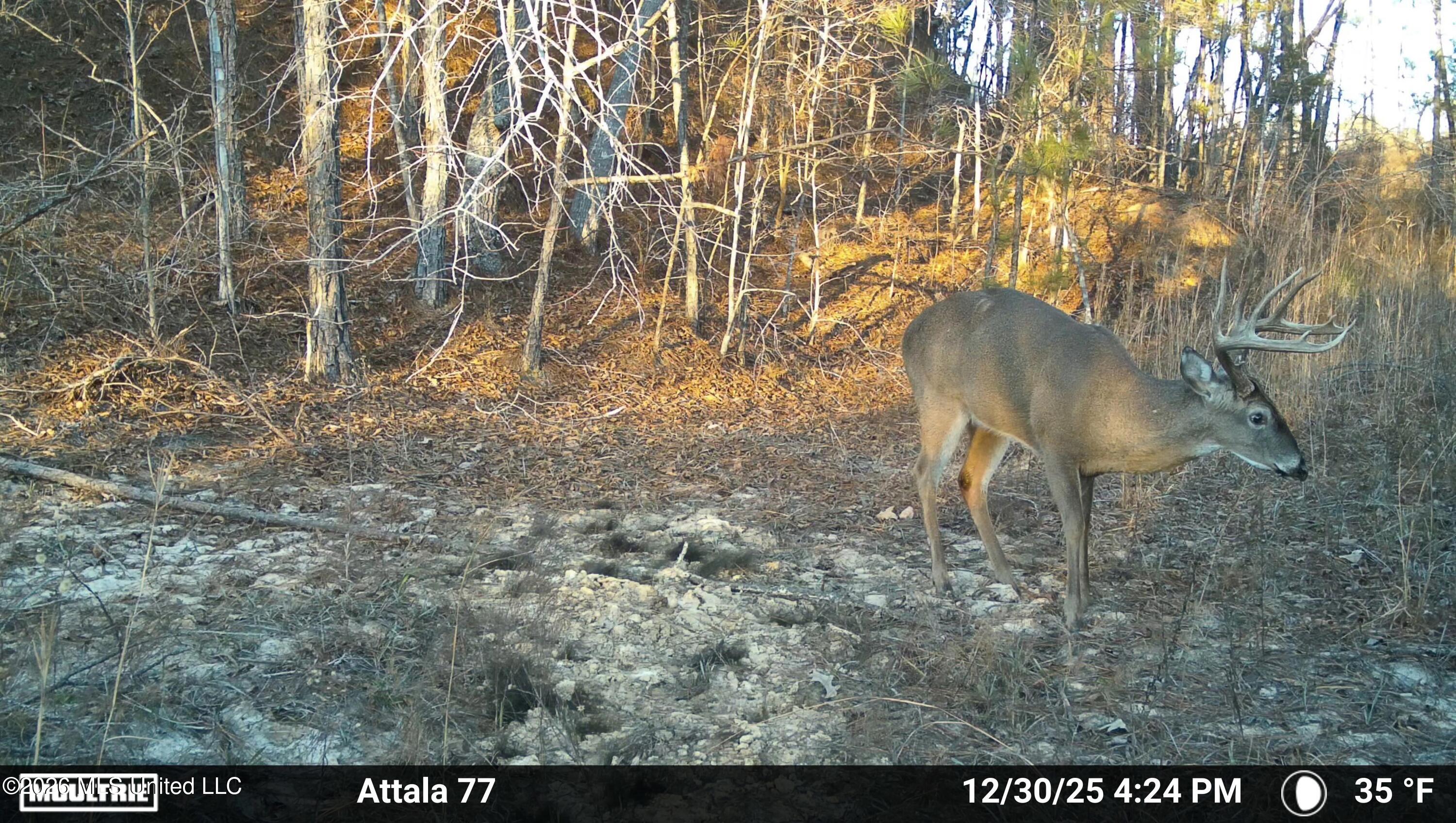 Old Trace Road McCool, MS 39108 - Photo 5 of 30 2912447-20251230225427-100MFCAM_MFDC0998