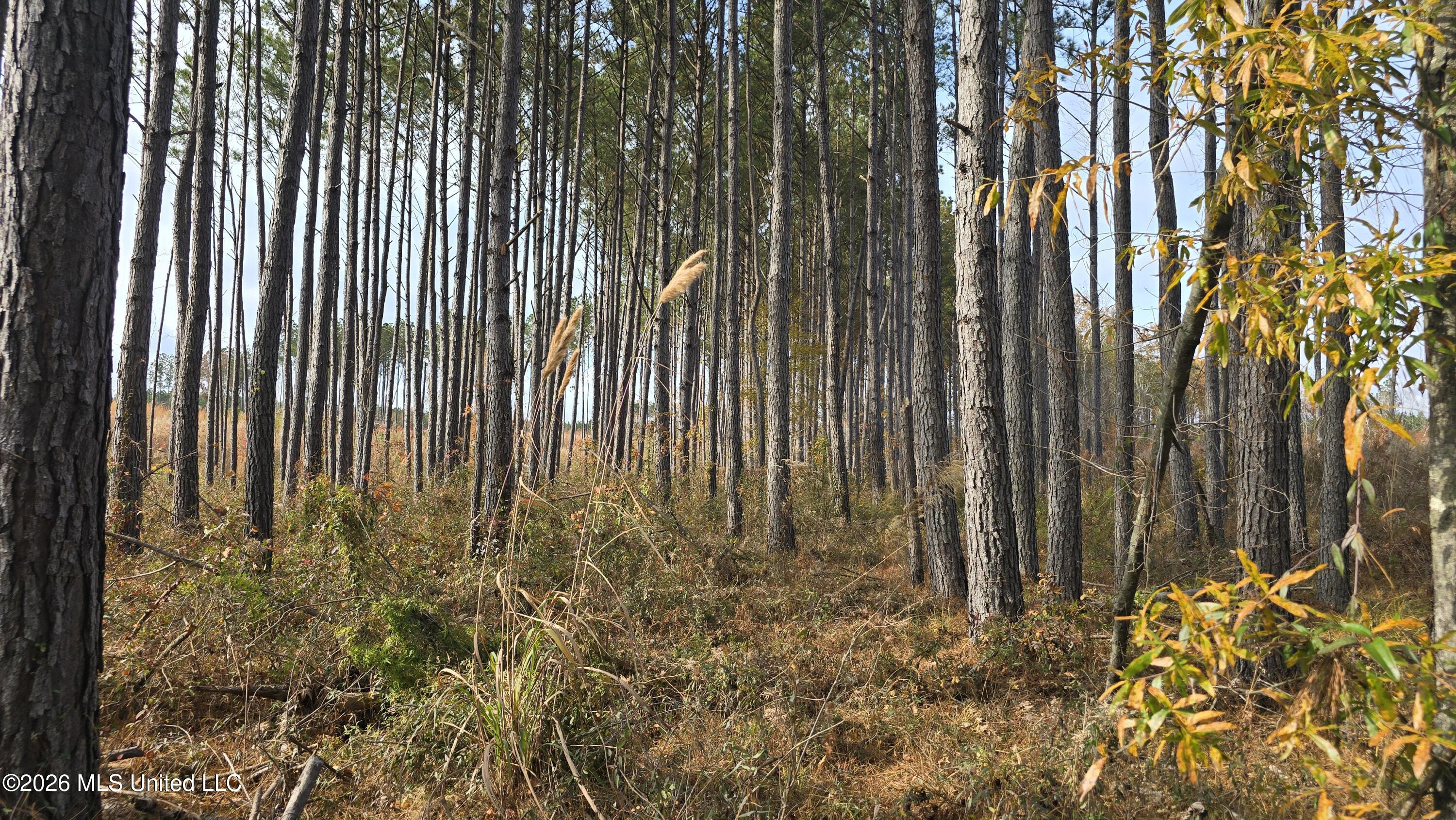 Old Trace Road McCool, MS 39108 - Photo 7 of 30 20251119_132056
