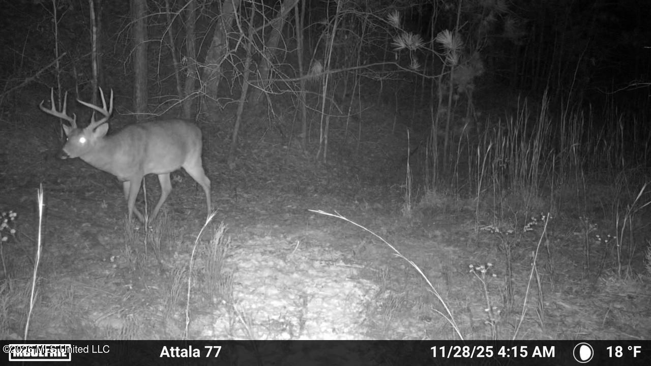 Old Trace Road McCool, MS 39108 - Photo 10 of 30 2912447-20251128105420-100MFCAM_MFDC0592
