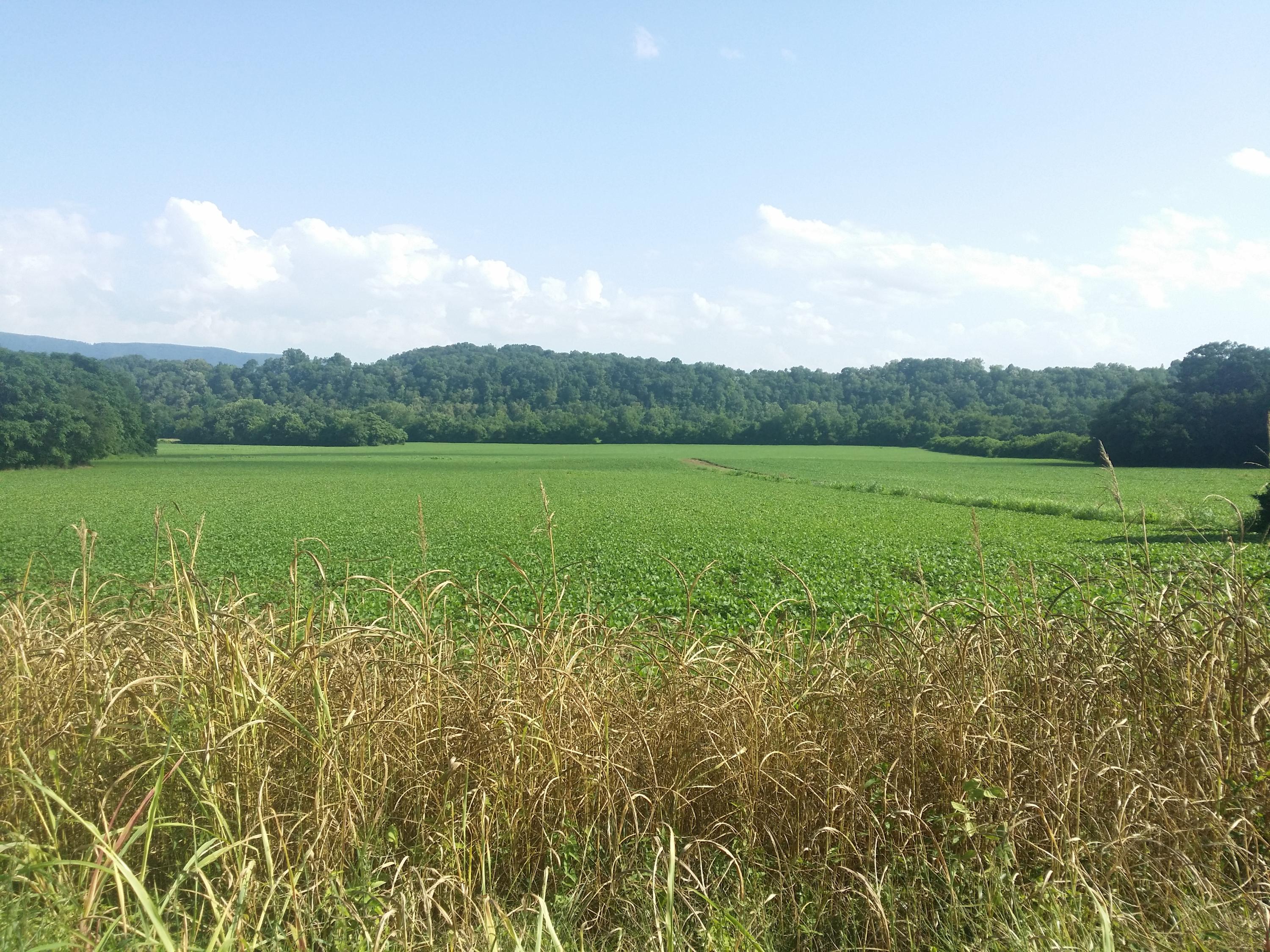 9609 Springwood Road Buchanan, VA 24066 - Photo 2 of 17 springwood valley