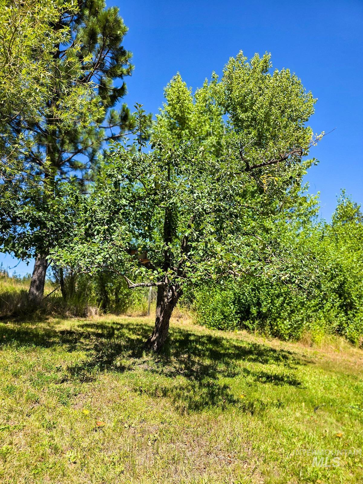 1031 Spring Valley Road Troy, ID 83871 - Photo 14 of 44