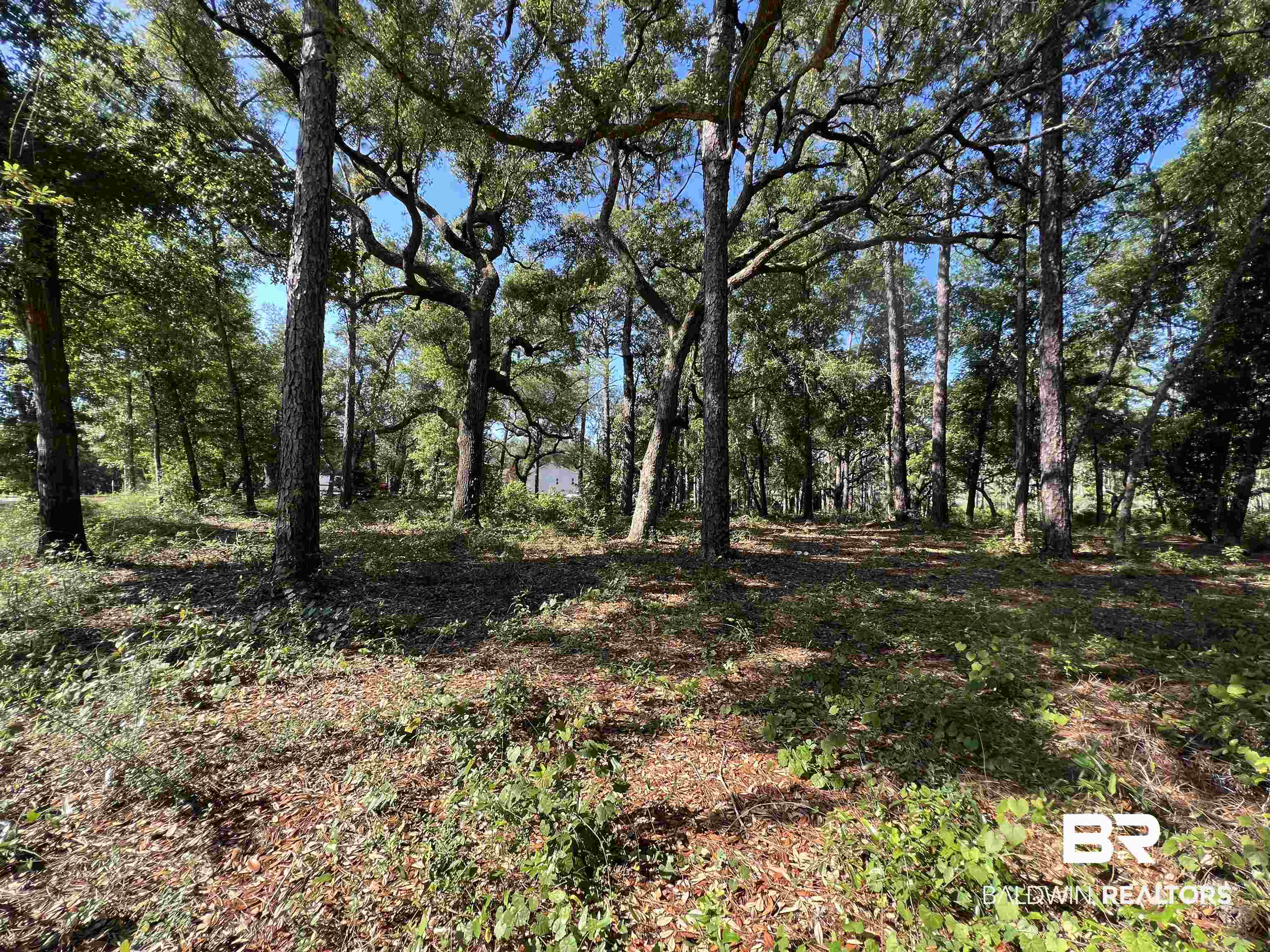 9545 North Bayou Road Lillian, AL 36549 - Photo 7 of 34 View of local wilderness