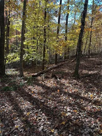 a view of a forest