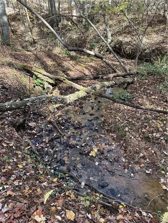 a view of a large tree