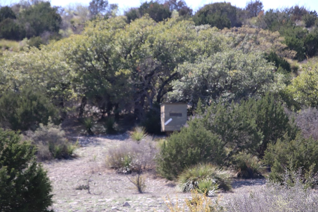 45200 Cr 450 Rocksprings Tx 78880 Rocksprings, TX 78880 - Photo 4 of 55 a view of a dry yard with trees and bushes