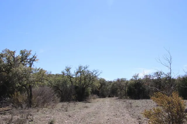 a view of a forest with a tree in the background