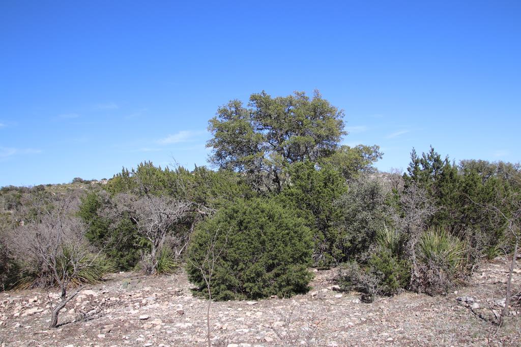 45200 Cr 450 Rocksprings Tx 78880 Rocksprings, TX 78880 - Photo 50 of 55 a view of a forest with a tree in the background