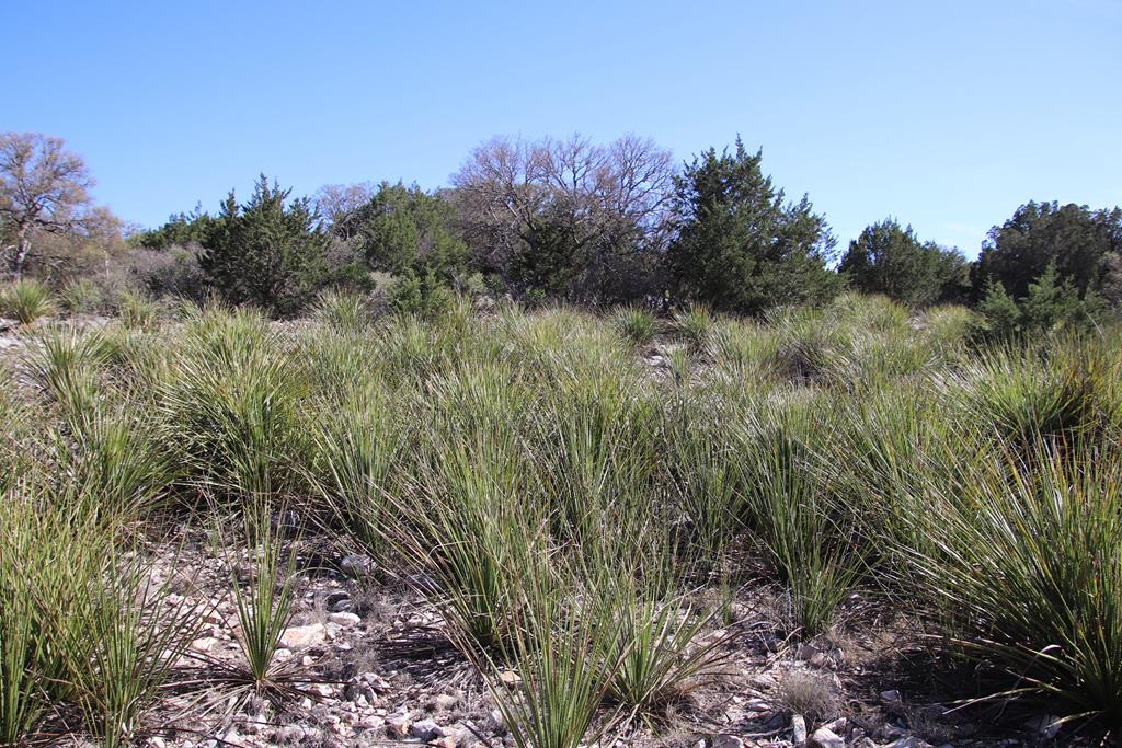 45200 Cr 450 Rocksprings Tx 78880 Rocksprings, TX 78880 - Photo 51 of 55 a view of a garden with a tree