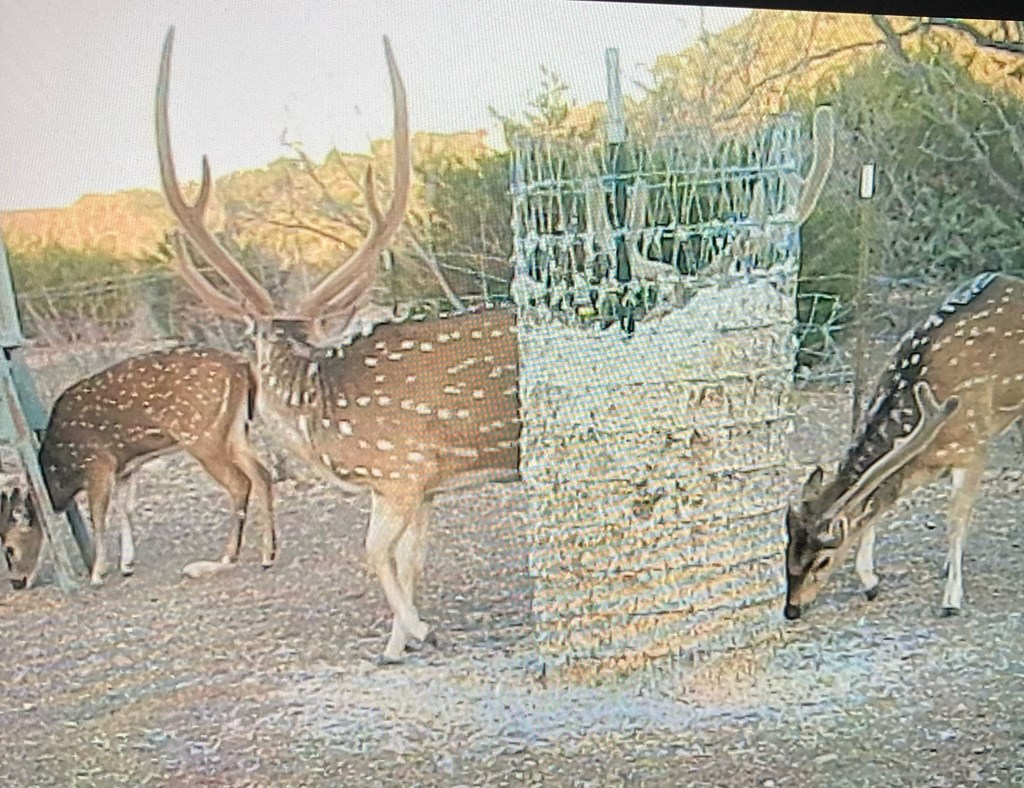 45200 Cr 450 Rocksprings Tx 78880 Rocksprings, TX 78880 - Photo 8 of 55 a view of balcony with furniture