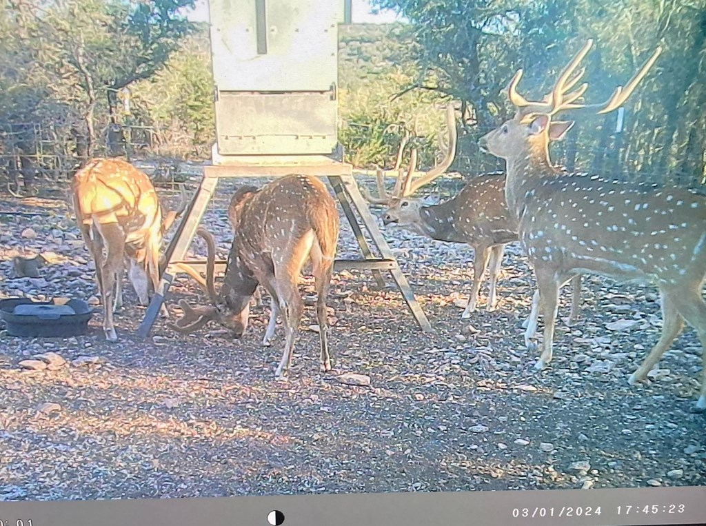 45200 Cr 450 Rocksprings Tx 78880 Rocksprings, TX 78880 - Photo 10 of 55 a view of a yard with a slide