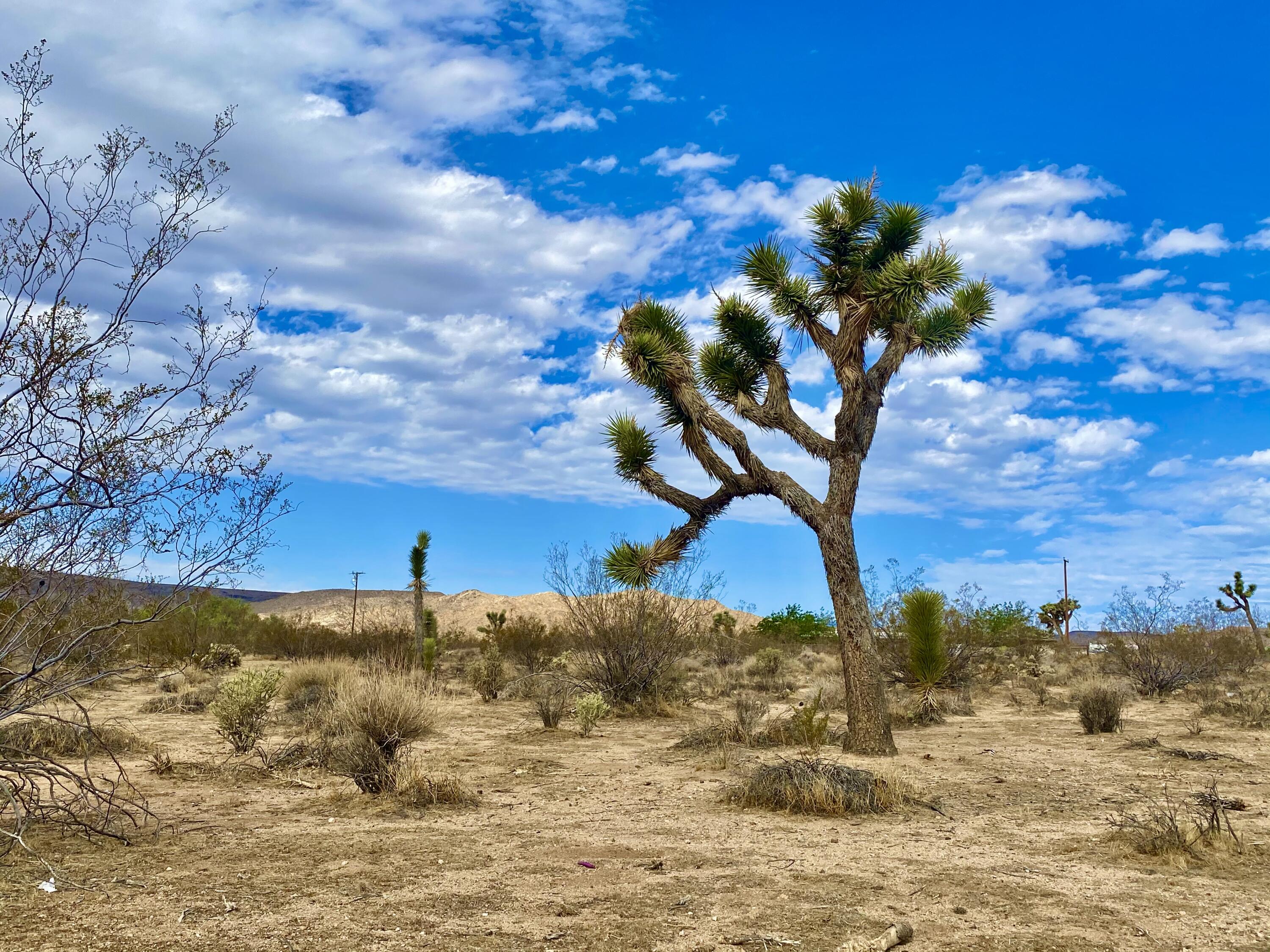 152 Old Woman Springs Road Yucca Valley, CA 92284 - Photo 16 of 32 a view of a lake