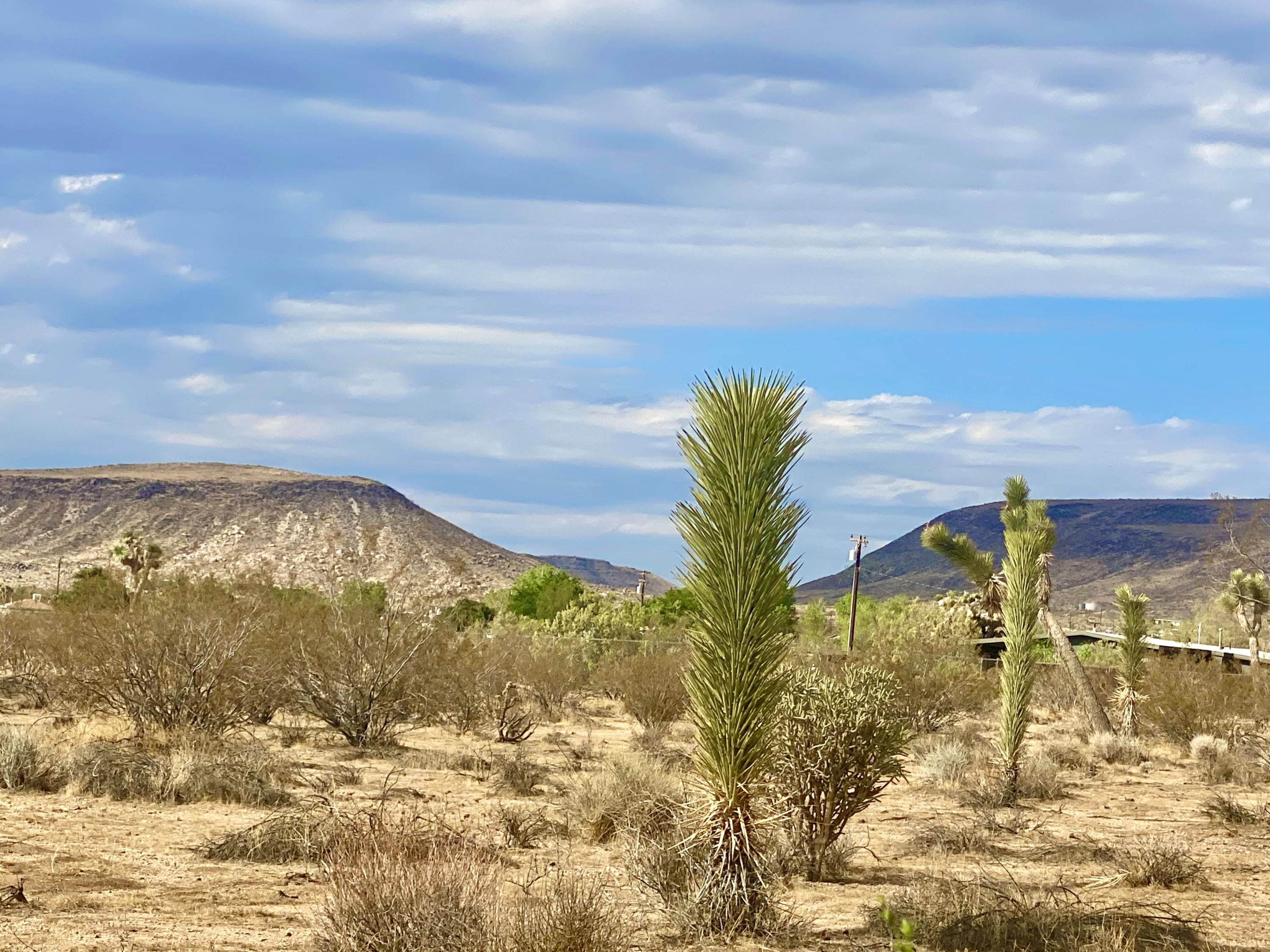 152 Old Woman Springs Road Yucca Valley, CA 92284 - Photo 19 of 32