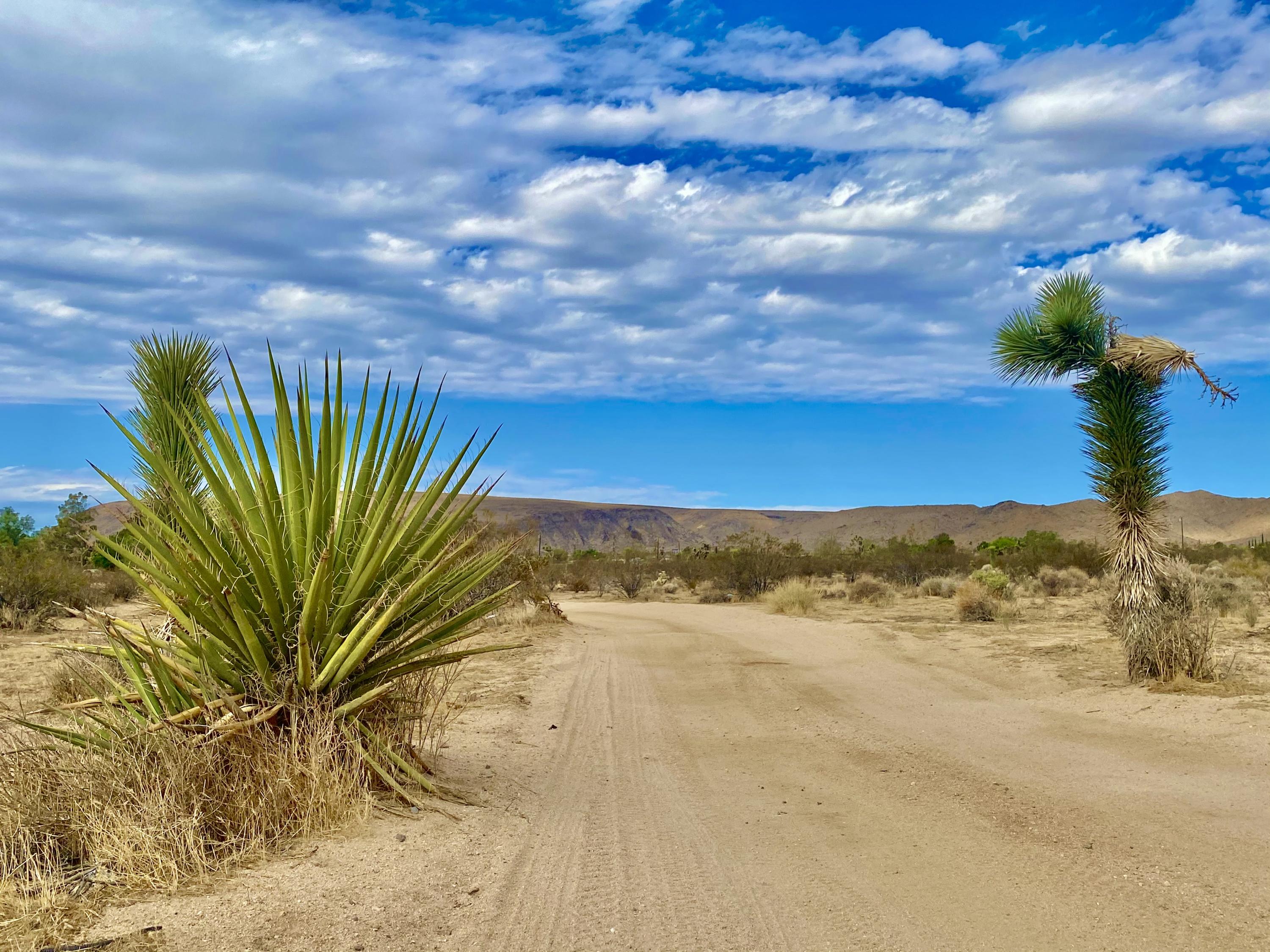 152 Old Woman Springs Road Yucca Valley, CA 92284 - Photo 8 of 32 a view of a yard with an ocean