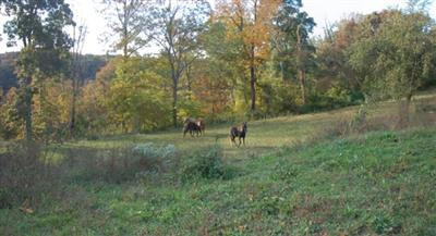 602 Grace Chapel Road Irvine, KY 40336 - Photo 6 of 7 Fenced for horses.