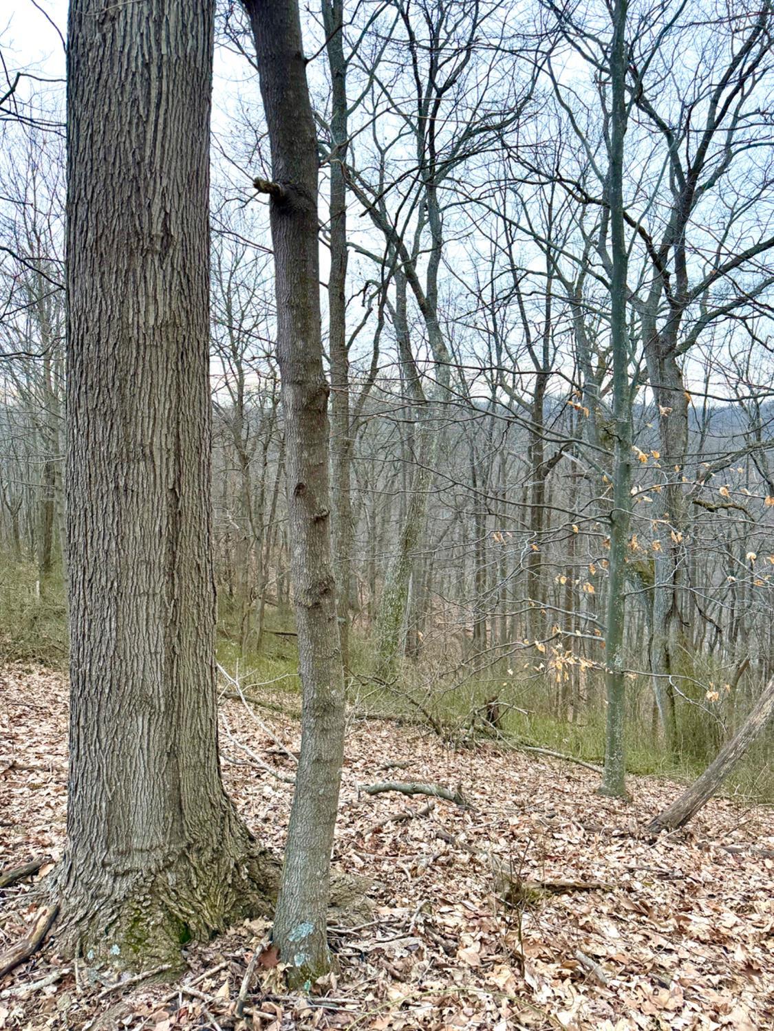 0 Straight Creek Road Waverly, OH 45690 - Photo 4 of 71