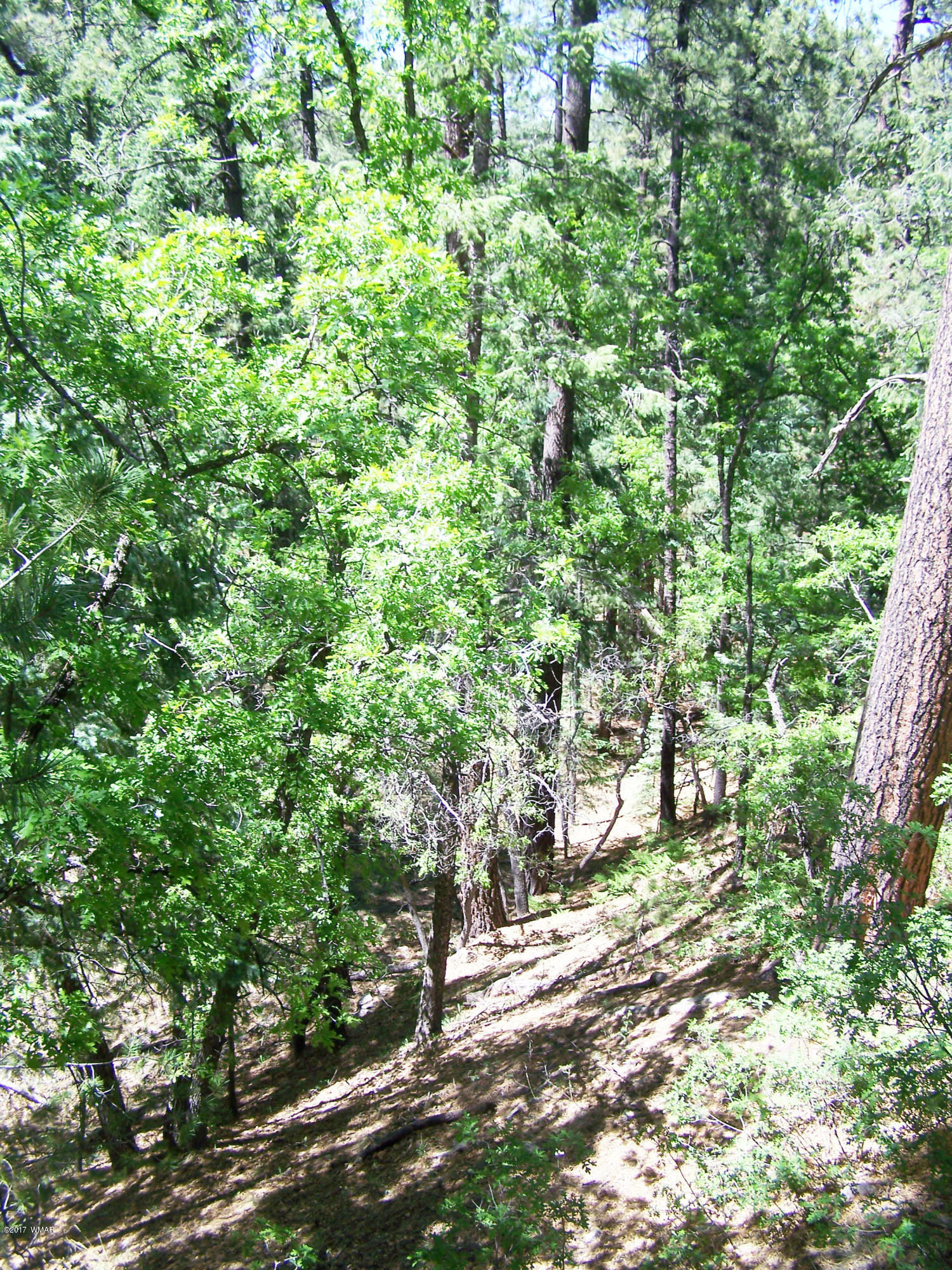 41 County Road Alpine, AZ 85920 - Photo 8 of 22