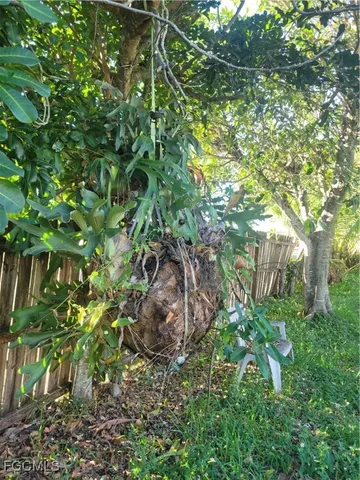 a plant view in yard