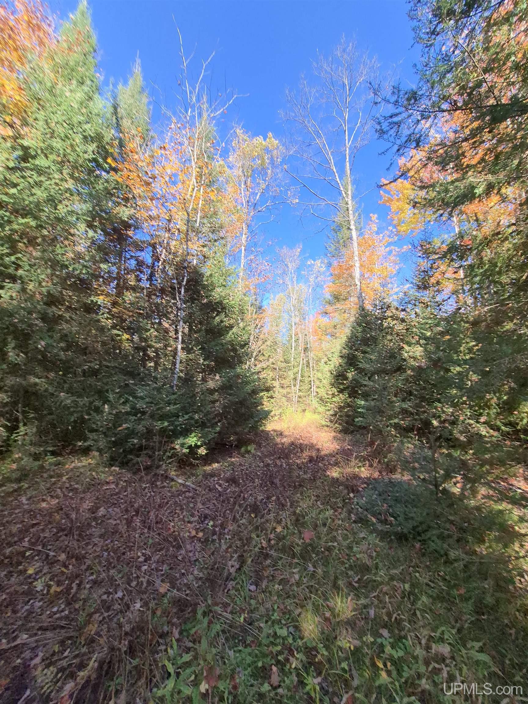 40-acres Mattson Road Felch, MI 49831 - Photo 10 of 45 Gallery Image 10